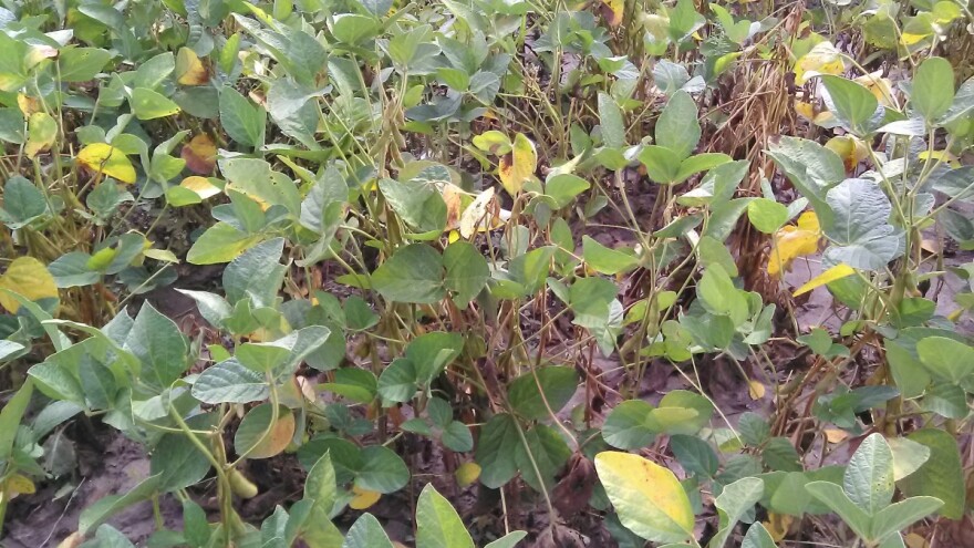 Rod soje ne obećava - suša je uzela svoje