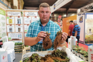 Viseće jagode - koje su za hobi, a koje za komercijalnu proizvodnju?
