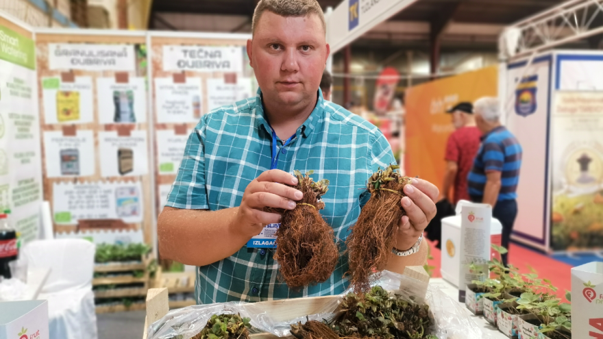 Viseće jagode - koje su za hobi, a koje za komercijalnu proizvodnju?