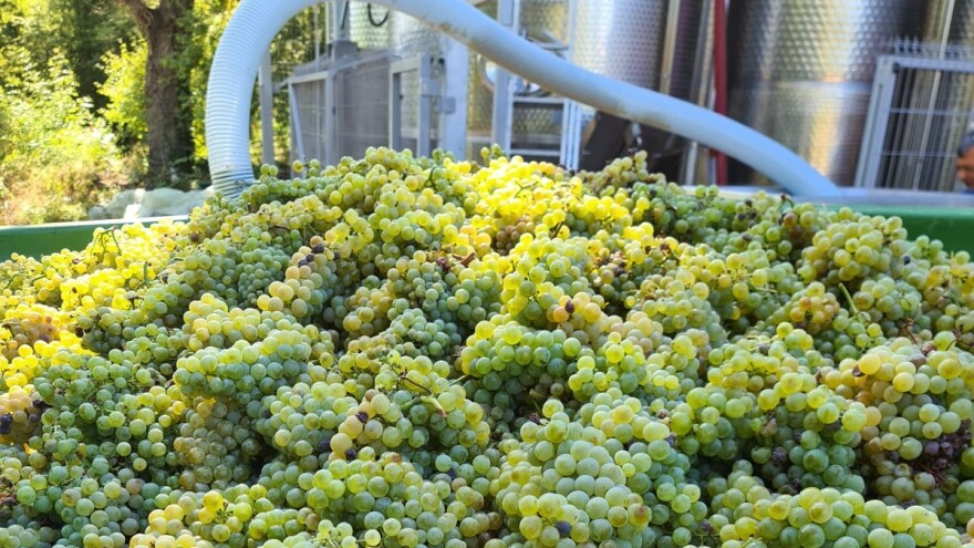 Bit će dobrog vina ove godine - žilavka već obrana