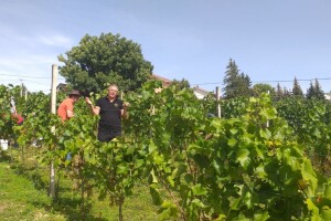 Marko Baković je "doktor vina": Od planinskog napravio vinogradarski kraj