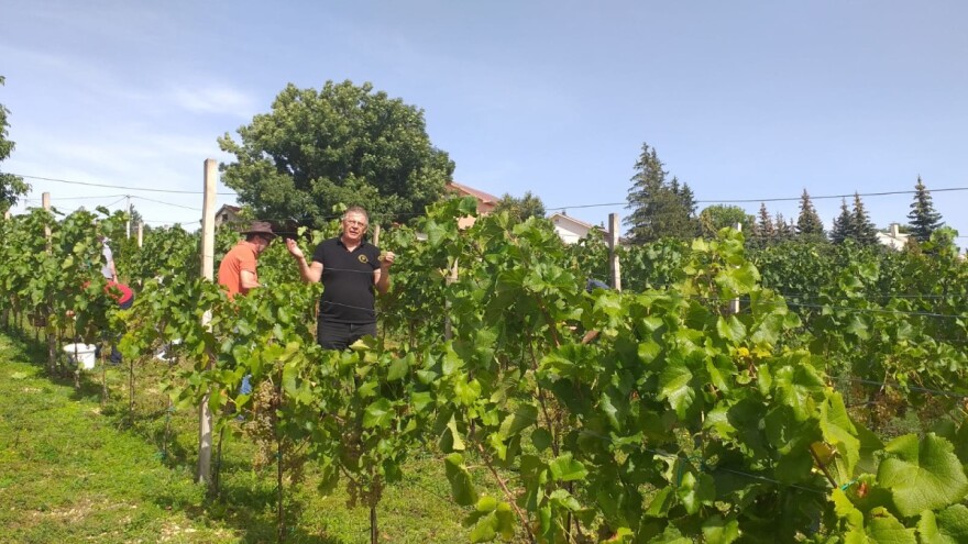 Marko Baković je "doktor vina": Od planinskog napravio vinogradarski kraj