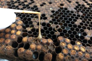 Upotreba antibiotika u liječenju američke gnjiloće pčelinjeg legla je kontraproduktivna