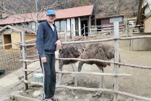 Farma na kojoj tele i srna, ali i ovan i lama zajedno spavaju