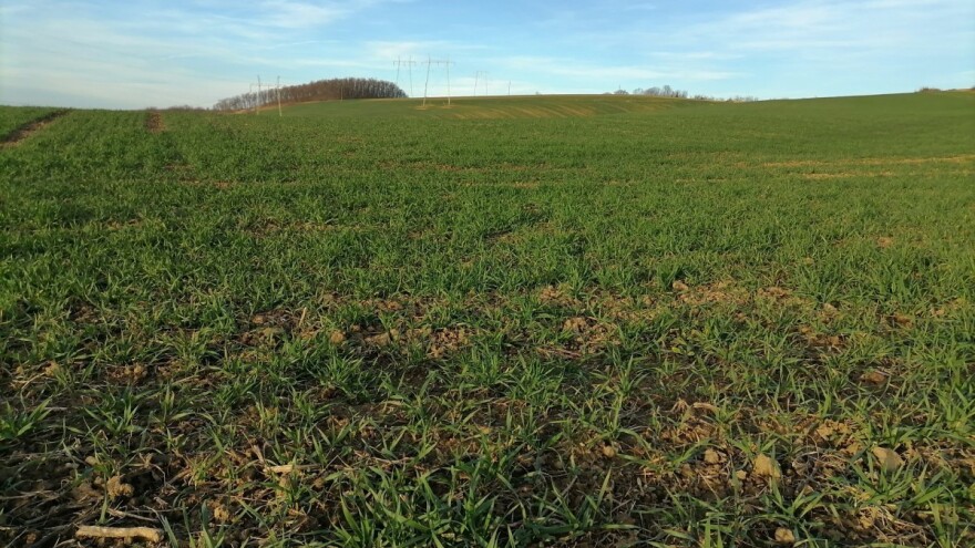 Zima bez snijega: Orežite voće i ne žurite sa prihranom ratarskih usjeva