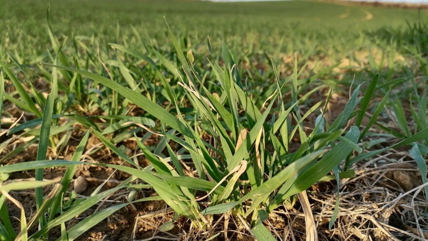 Kada krenuti sa prvom prihranom useva u januaru?