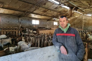 Muzne krave zamijenili "sirotinjskim" - više posla, ali i koristi