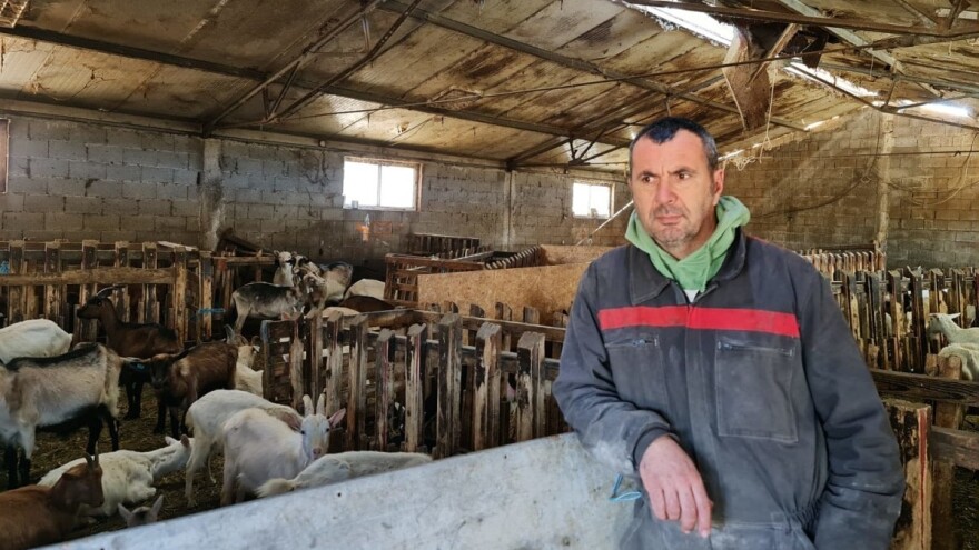 Muzne krave zamijenili "sirotinjskim" - više posla, ali i koristi