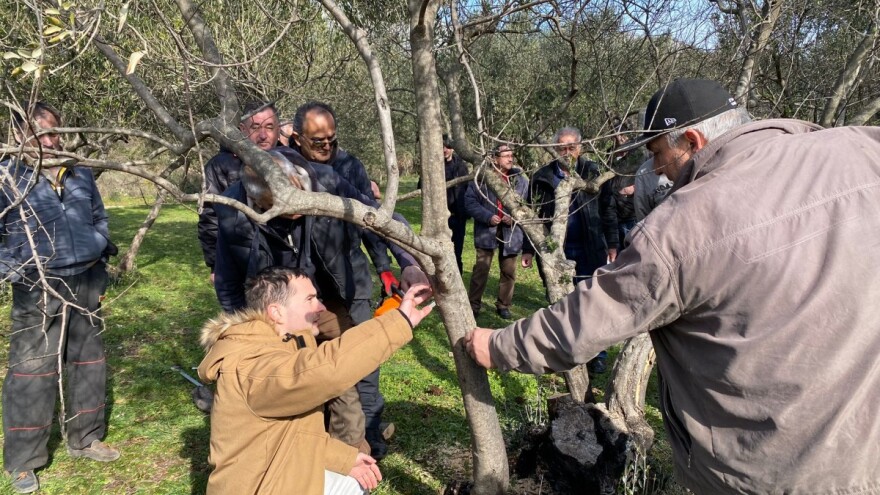 Obnova neumskih maslina: Kako revitalizirati opožarenih stabala?