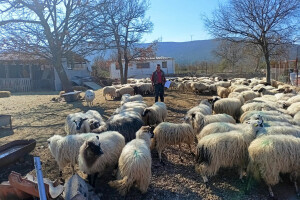 Ometaju turizam? U roku 90 dana zbog spornih par metara mora ukloniti 300 ovaca?!