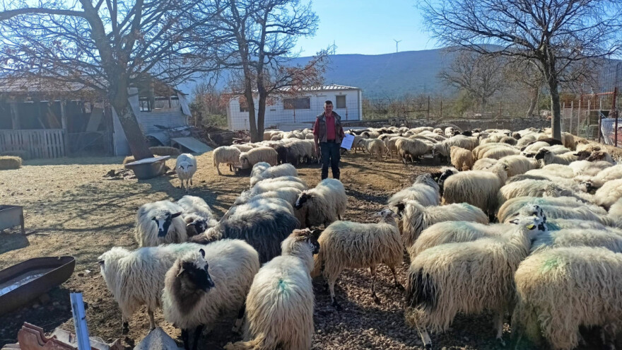 Ometaju turizam? U roku 90 dana zbog spornih par metara mora ukloniti 300 ovaca?!