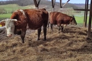 Što donose kompenzacijske mjere potpore poljoprivrednicima 61 grada i općine?