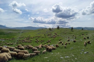 Kakve su perspektive razvoja ekstenzivnog stočarstva na dinarskim krškim pašnjacima?