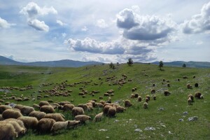 Kakve su perspektive razvoja ekstenzivnog stočarstva na dinarskim krškim pašnjacima?
