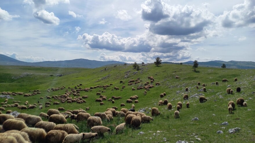 Kakve su perspektive razvoja ekstenzivnog stočarstva na dinarskim krškim pašnjacima?