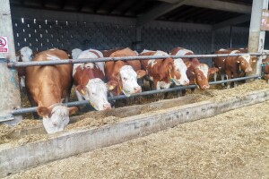 Farma u Krčevinama radi k'o singerica - ključ uspjeha je u ishrani!