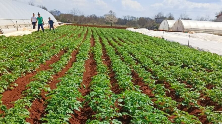 Ljubuški krompir uskoro će na trpeze, počinje sadnja lubenice