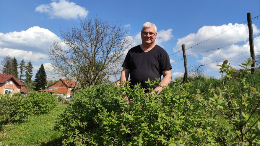 Haskap je još uvijek "in", na OPG-u Zlatka Curmana uskoro kreće berba