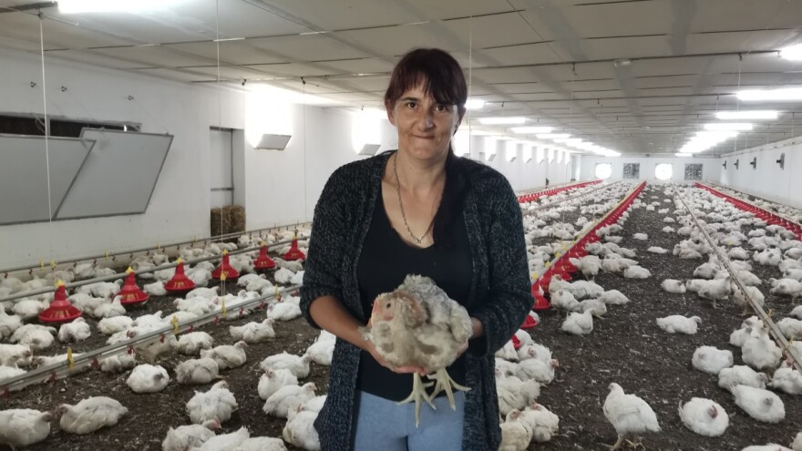 Tov pilića: Velika ulaganja, ali se isplati?