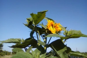 U narednoj sedmici nas očekuje sunčano i toplo vrijeme