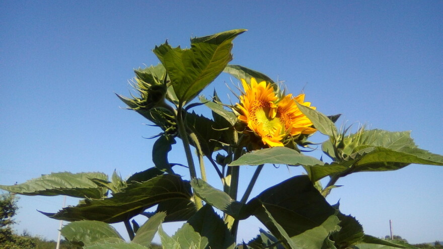 U narednoj sedmici nas očekuje sunčano i toplo vrijeme