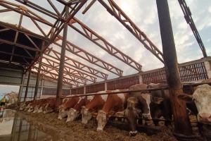Teško stradala farma - krave pod vedrim nebom, upitno što će biti s mlijekom