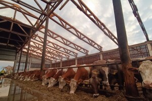 Teško stradala farma - krave pod vedrim nebom, upitno što će biti s mlijekom
