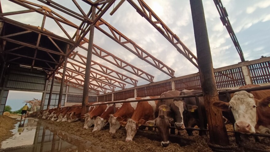 Teško stradala farma - krave pod vedrim nebom, upitno što će biti s mlijekom