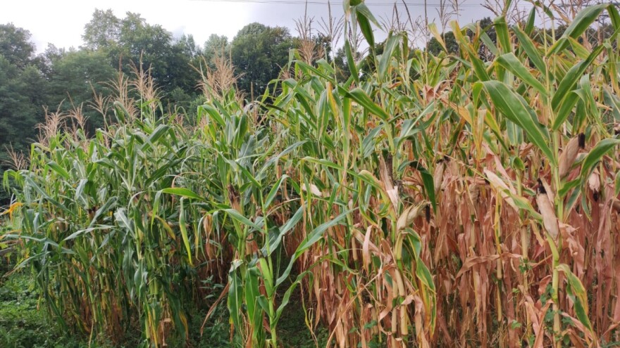 Rod kukuruza će nas ove godine iznenaditi - kako god?!