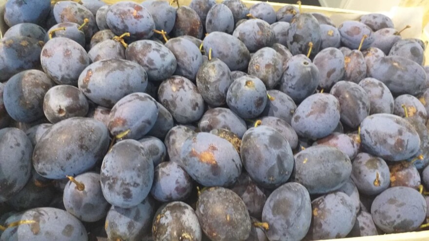 Šljiva je ramski brend: Revitalizacijom voćnjaka očuvali identitet kraja