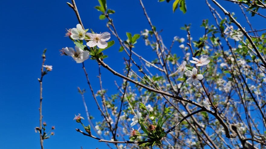 Zašto u septembru cvetaju višnje, ali i druge voćke? Šta možemo da uradimo?