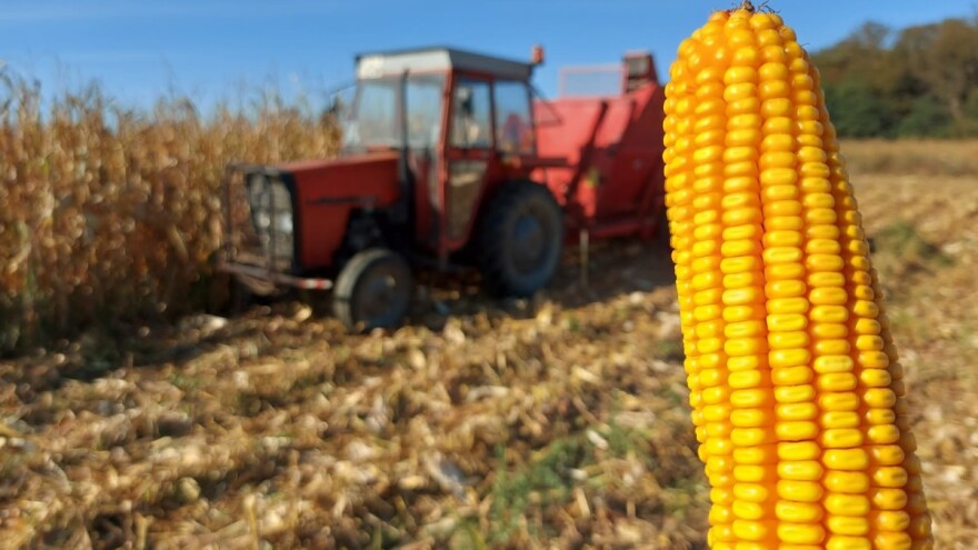 Žetva kukuruza pri kraju: Velike razlike u prinosima