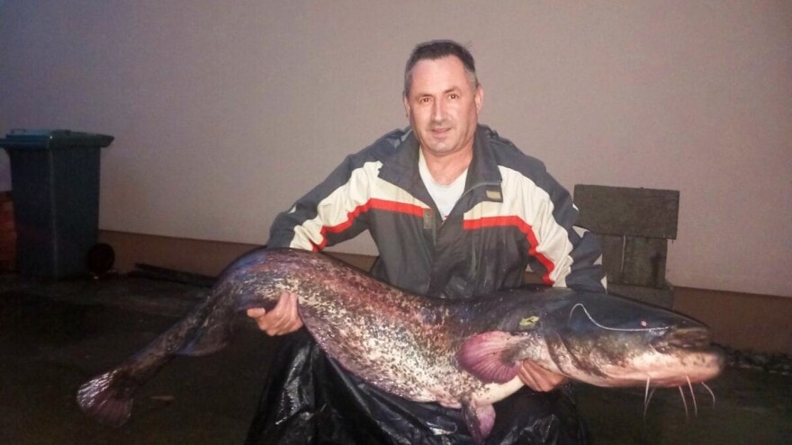 Zec ulovio soma "kapitalca": Uzeo ga na varalicu "ružno pače"