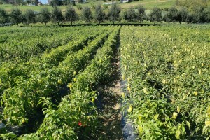 Kako štititi usjeve u ekološkom uzgoju - odgovara Alen Dinar