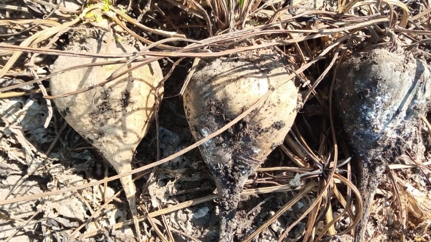 Javljaju se problemi tokom vađenja šećerne repe