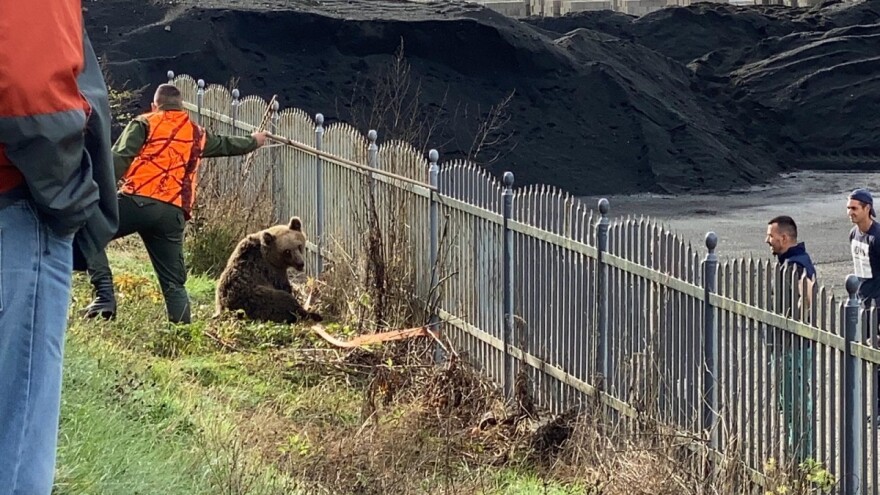 Povrijeđen medvjed bez noge: Noćas ga udario automobil na cesti