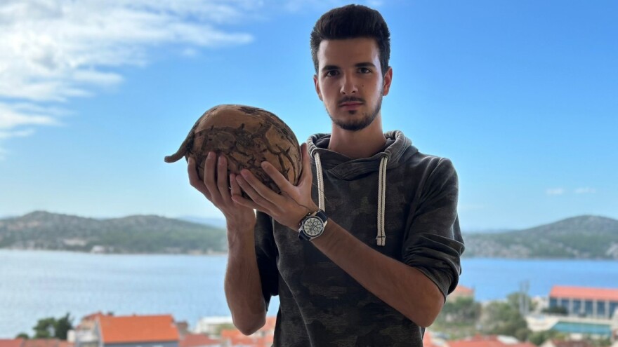 Drniški gigant: Nikica Beader uzgojio batat od 4,2 kilograma