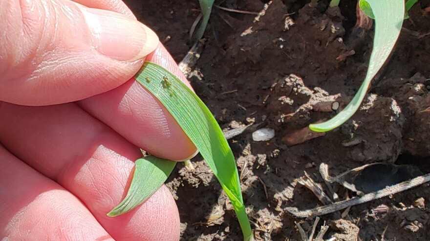 Visok rizik od nastanka značajnih šteta u usevima pšenice i ječma