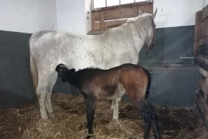 Prvo pa muško: Stigle prinove na prnjavorsku ergelu, imena dobili po rijekama