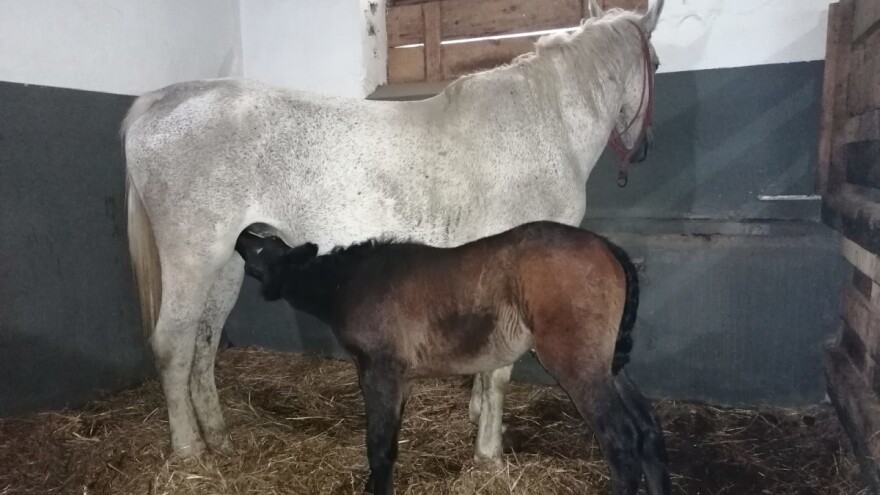 Prvo pa muško: Stigle prinove na prnjavorsku ergelu, imena dobili po rijekama