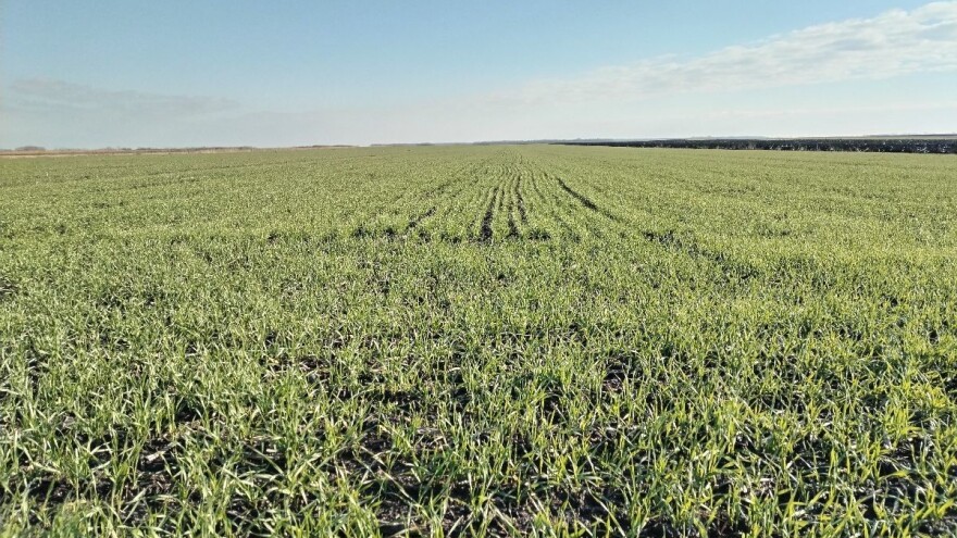 Da li će niske temperature smanjiti brojnost glodara i širenje bolesti na usevima?