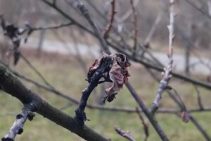 Monilija ostavila veliku štetu na stablima višanja - idealno je vrijeme za tretman