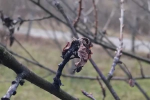 Monilija laksa ostavila veliku štetu na stablima višanja - idealno je vreme za tretman