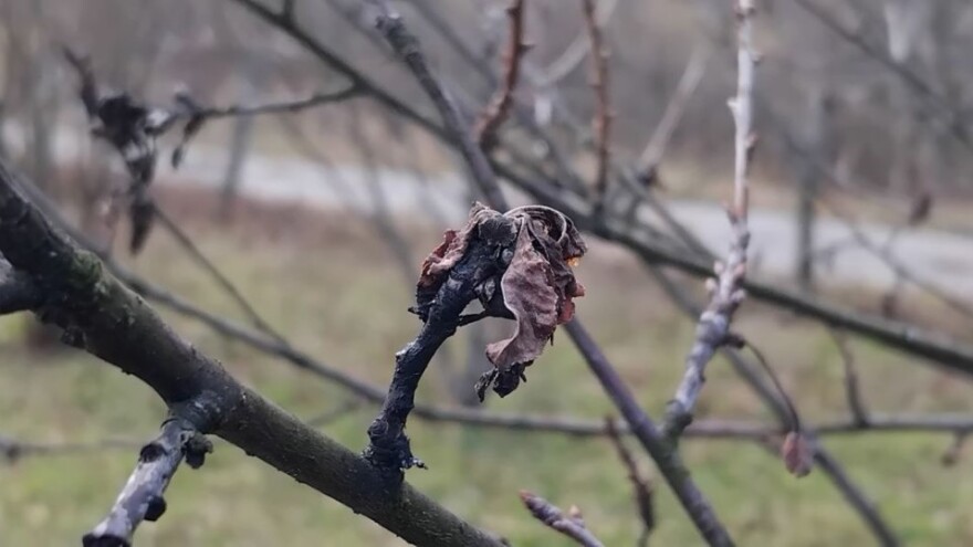 Monilija laksa ostavila veliku štetu na stablima višanja - idealno je vreme za tretman