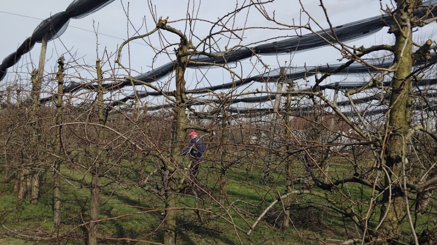 Voćari Republike Srpske u dugovima, od lani čekaju četiri miliona maraka