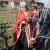 Kako nalaže tradicija: Orezani prvi čokoti u Derventi, pa zaliveni vinom