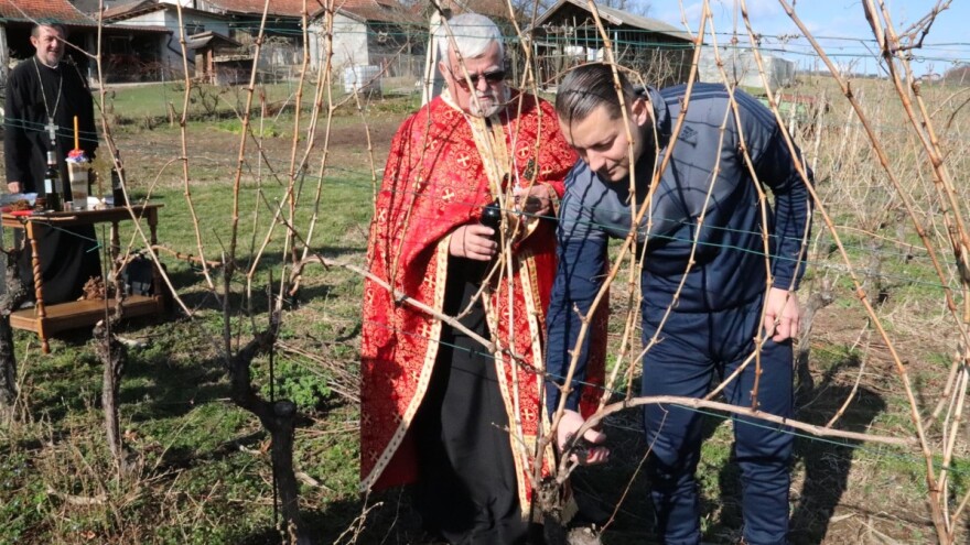 Kako nalaže tradicija: Orezani prvi čokoti u Derventi, pa zaliveni vinom