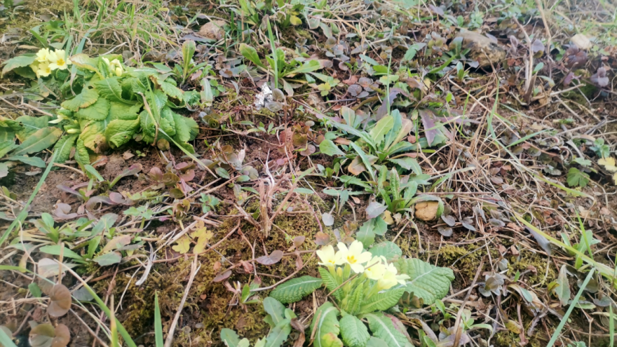 Puklo prvo džemre, hoće li više biti mraza?