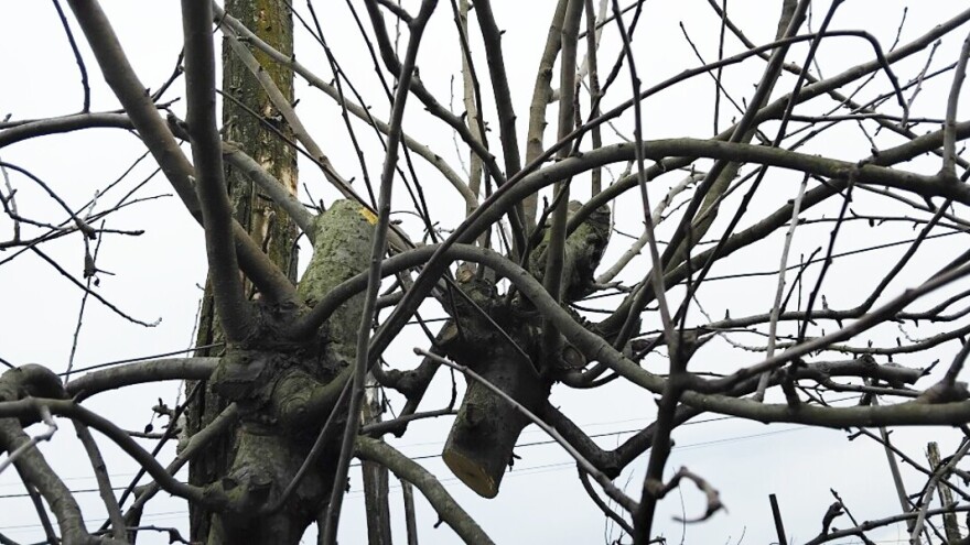 Kako se riješiti kapa na sorti Greni Smit?