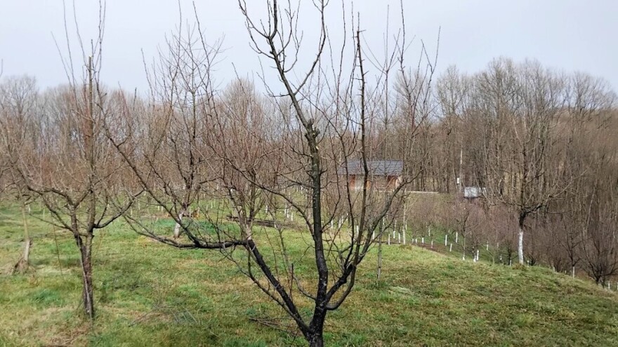 Savka se sve više sadi, ali budite oprezni jer nije sve kao pre?